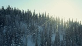 Winter Cinematic Aerial Video of Sun shines Through the Tops of Snowy Trees in Morning Landscape . Nature In winter Concept: Drone Flight Over Beautiful Fir Forest. Snow Winter Background, 4K VIdeo.