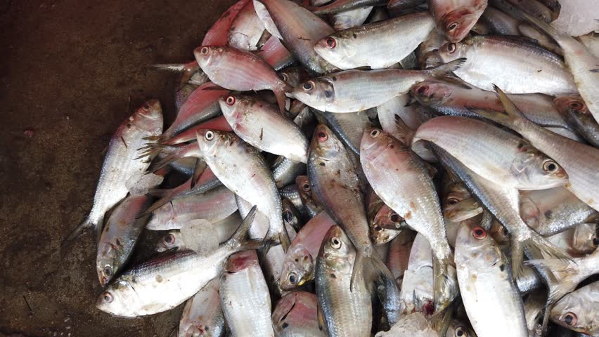 pile of herring fish with ice for sale in Indian fish market chilika lake oxeye herring fish