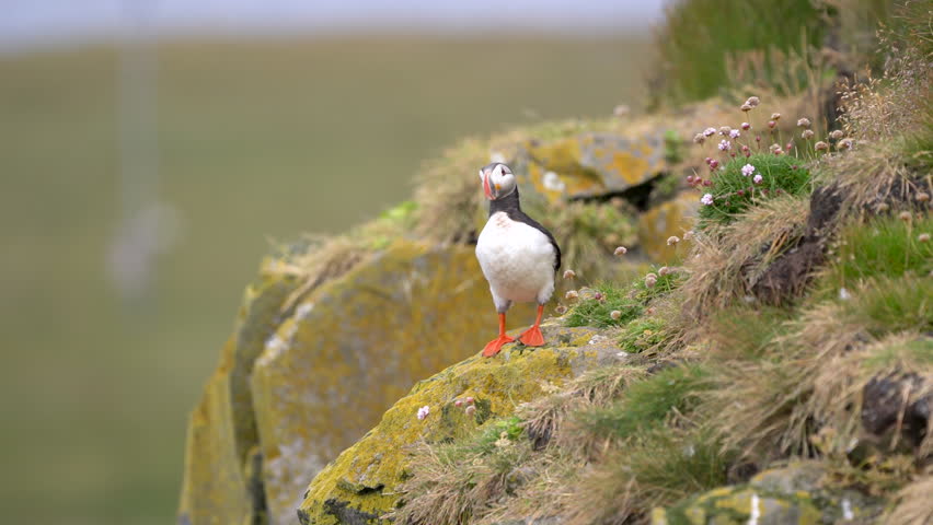 One atlantic puffin bird looking and calling around, close up