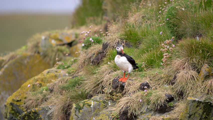 One puffin watching around with passing seagull, on cliff.