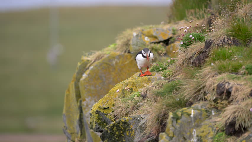 Puffin walking and looking around on cliff, Iceland. Closeup shot