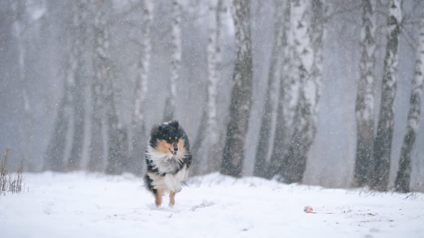 Funny Young Shetland Sheepdog, Sheltie, Collie Playing Outdoor In Snow, Winter Season. Playful Pet Outdoors. Royalty-Free Stock Footage #1098354807
