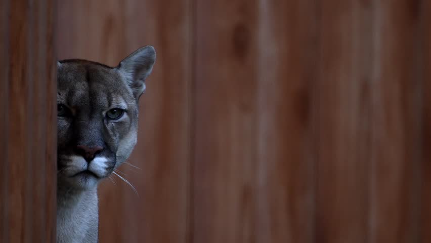 Beautiful Canadian Cougar, Puma Concolor hunting in wildlife at Canada forest in morning sun rays. 4k 120fps super slow motion raw footage 