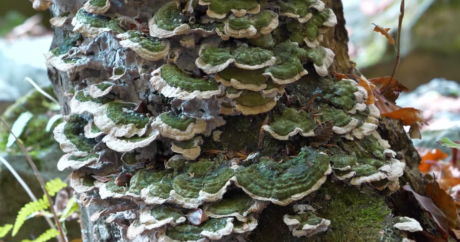 Green fungus growing on trees. Cinema 4K 60fps zoom-out video