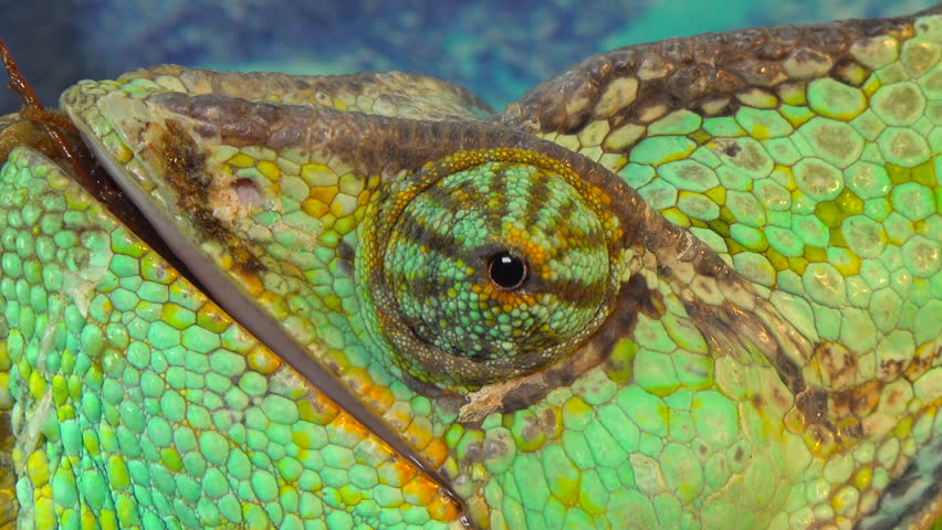 The veiled chameleon (Chamaeleo calyptratus) is a species of chameleon (Chamaeleonidae) native to the Arabian Peninsula in Yemen
