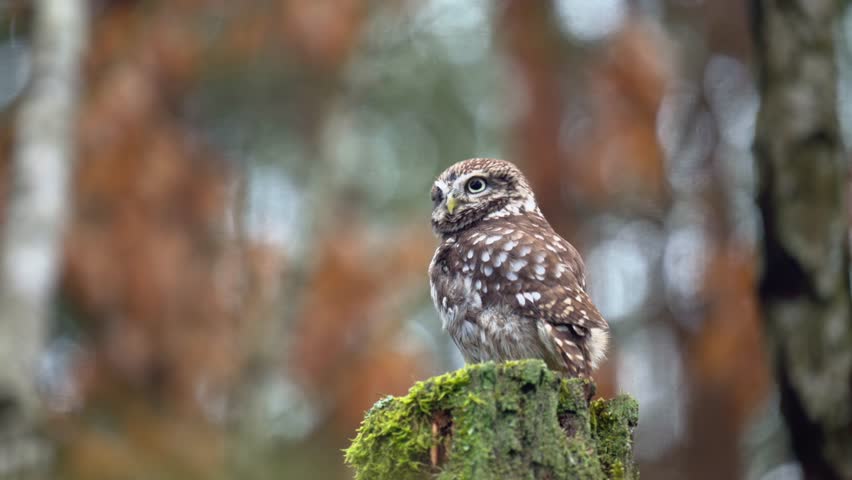 Small and cute bird the little owl (Athene noctua) perching on a stump covered with moss. Autumn colors. There are light circles in the background. Royalty-Free Stock Footage #1098359067