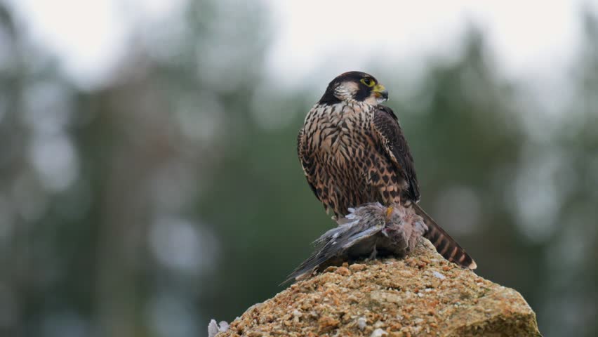 The peregrine falcon (Falco peregrinus) perching on a rock above its prey. The falcon has caught a pigeon and is feeding.