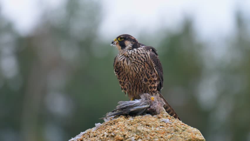 The peregrine falcon (Falco peregrinus) perching on a rock above its prey. The falcon has caught a pigeon and is feeding.