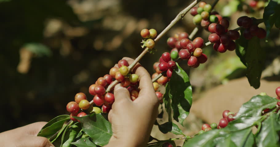 Womans hands hand picking coffee berries from branch on farm in Guatemala | Shutterstock HD Video #1098363877