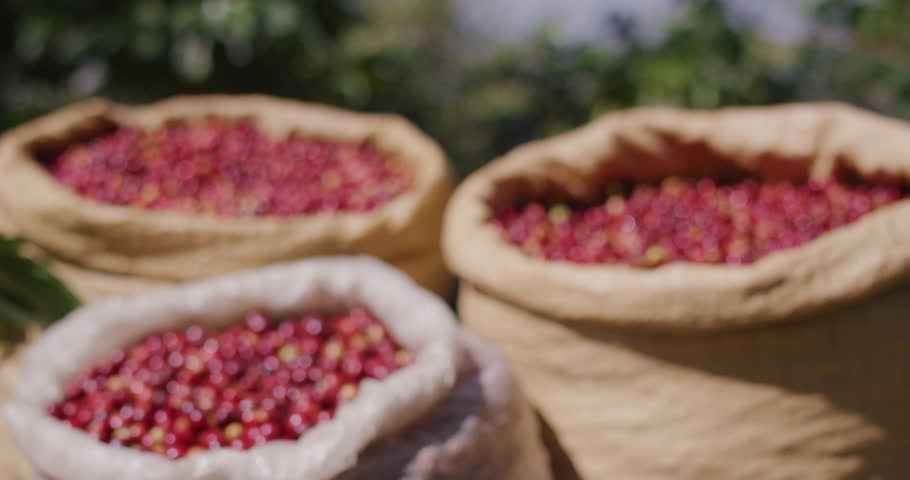 Rack focus on canvas bags full of red coffee berries on farm in Guatemala | Shutterstock HD Video #1098363897