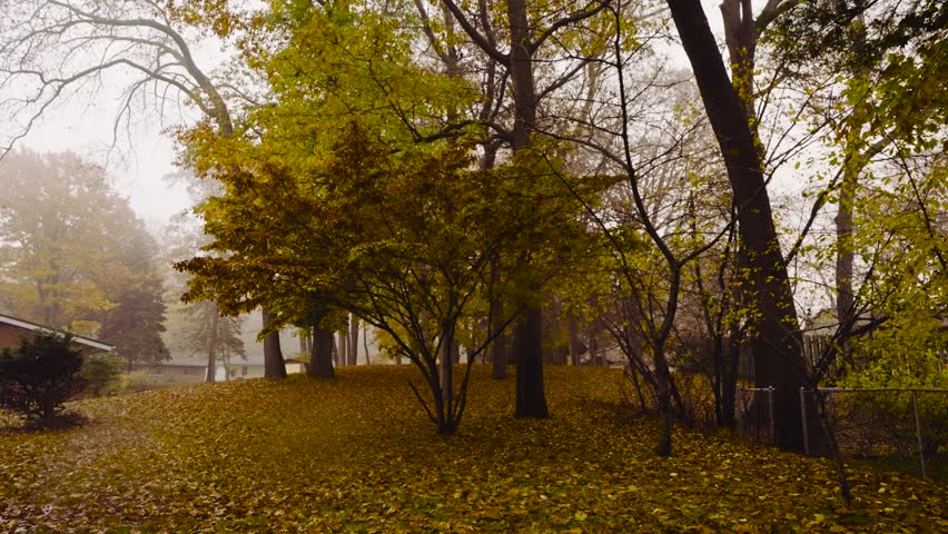 A dogwood tree in the middle of its transition from Bloom to Death in the middle of Autumn. Dense fog in the background.