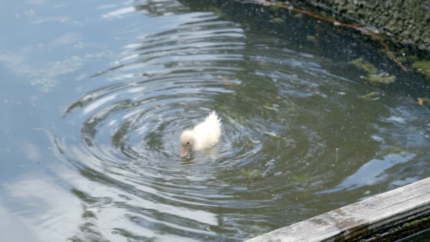 Baby duck bathed in a ditch. poultry clean feathers in water.