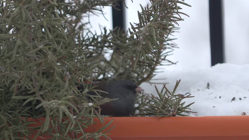 Dark-eyed Junco eating seeds in a planter box on a snowy day