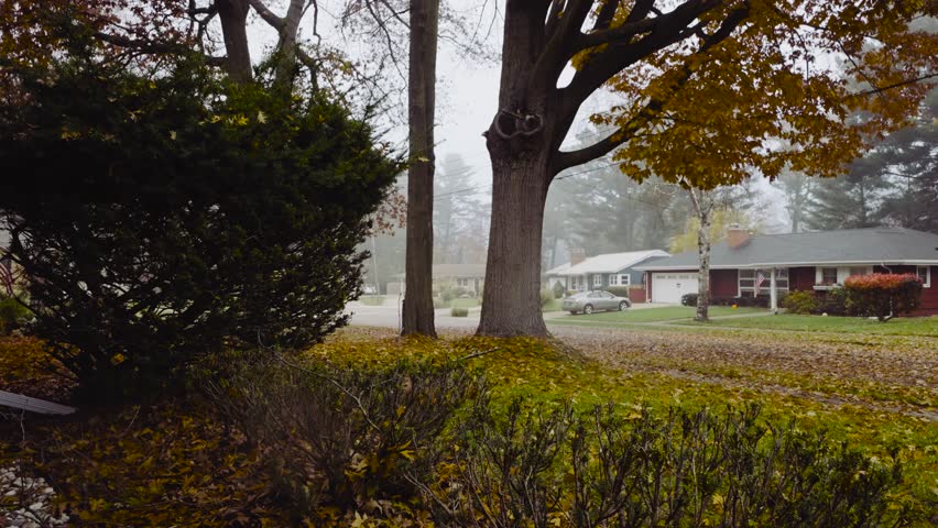 Dense fog over a yard of Oak Trees in early Fall. Atmospheric weather covering the background with changing leaves.