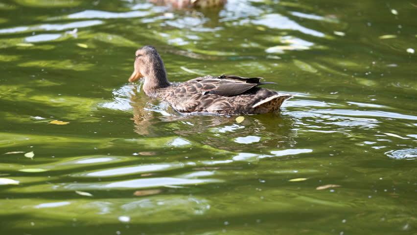 Feathery wet brown wild duck swimming pond. Bird in green water drink eat grass algae. Mallard search food forage. Summer day. Fowl splash river. Quack lake.Young anas platyrhynchos. Duck enjoy bath.