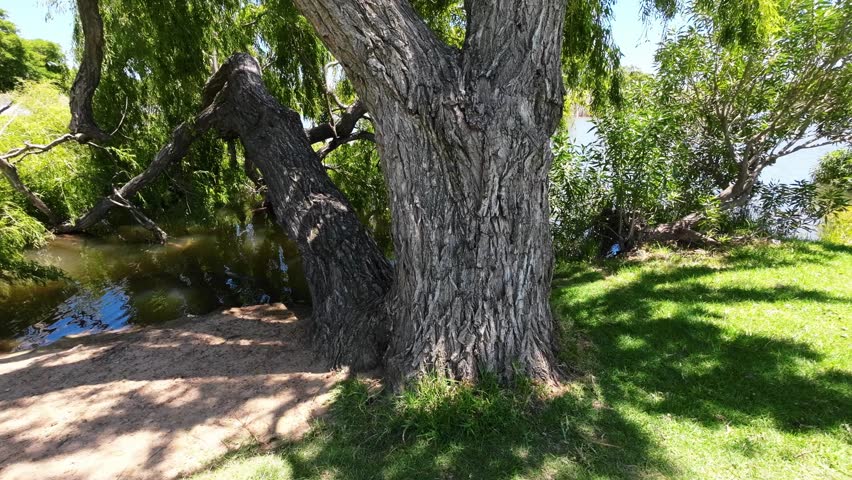Trees in water in a dam