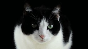 black and white cat video vector