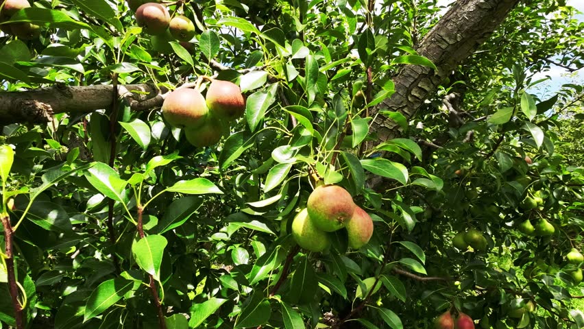 Pear fruits in a tree  | Shutterstock HD Video #1098373449