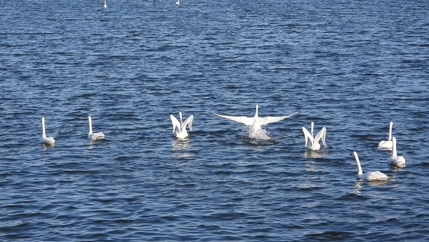 The scene where the swan takes off from the swamp