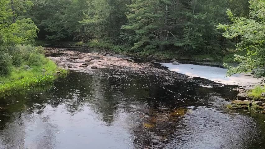 A stream running through a forest area.