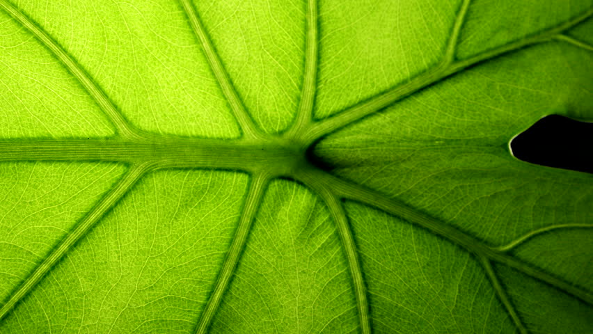 Sliding along the leaf of Alocasia Macrorrhiza, incredible texture of the huge elephant ear  | Shutterstock HD Video #1098377715
