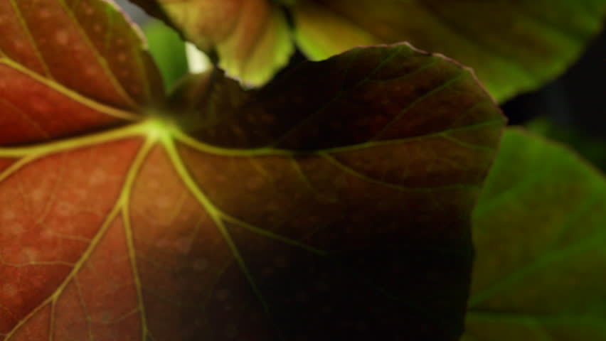 The camera moves sideways along the Begonia leaf, white spots texture | Shutterstock HD Video #1098377729