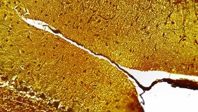 Cerebellum of human being in section filmed under microscope with 400x on white background. Isolated macro footage of the brain part sample responsible for coordination and muscle tone of people - Powered by Shutterstock - Get 15% off with code: PIKWIZARD15