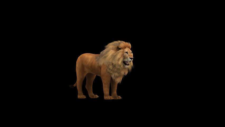 Lion Howl Transparent Alpha Animation