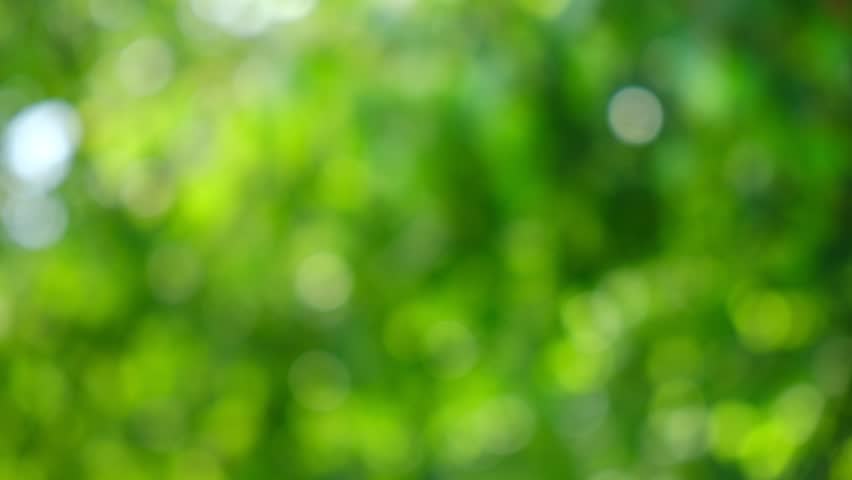 Blurred summer natural background. Juicy and bright backdrop. Beautiful defocused leaves. Abstract nature. Natural Bokeh effect with sun rays. Green color light bokeh nature background. Greenery. - Powered by Shutterstock - Get 15% off with code: PIKWIZARD15