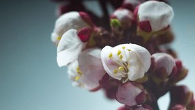 Time lapse with Spring footage with blooming white almond flowers on a light background. Yellow stamens move. Festive theme with delicate buds