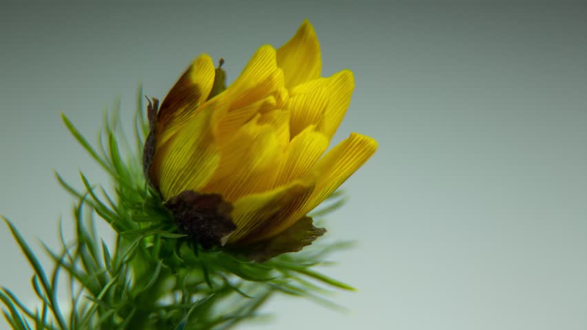 Timelapse Side view of a bud that opens. Spring footage with yellow adonis. Amazing beauty of wild flowers. Background for a greeting card Royalty-Free Stock Footage #1098382661