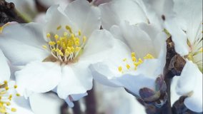 The epitome of tenderness and purity. Fragrant composition. Time lapse with Spring footage with blooming white almond flowers on a light background. Yellow stamens move