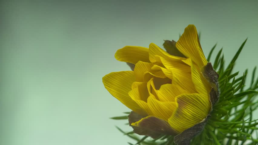 Spring footage with yellow adonis. Side view of the bud that opens. Timelapse. Amazing beauty of wild flowers. Background for a greeting card Royalty-Free Stock Footage #1098382687
