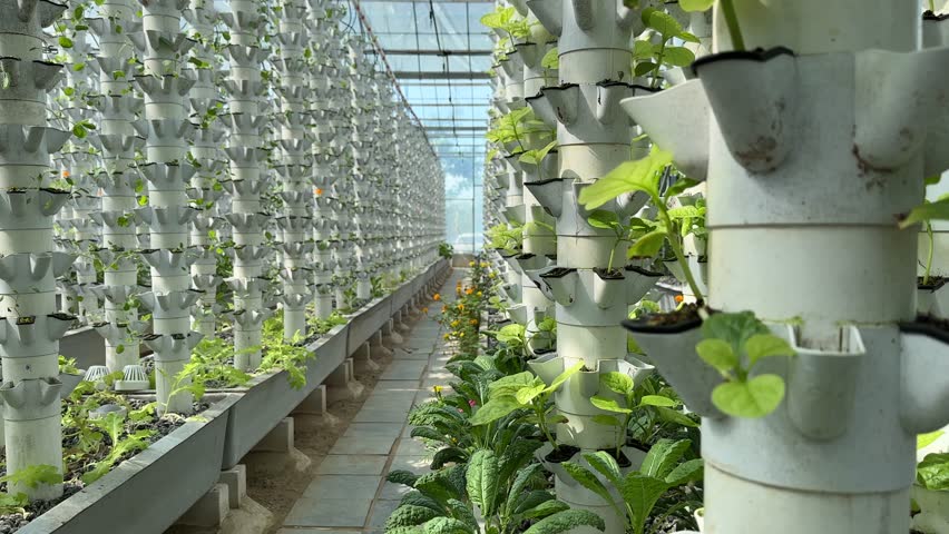 Sustainable Agriculture. Aquaponics based production method farm. Wellness, healthy and sustainable food sourcing concept. Vertical Farming. Royalty-Free Stock Footage #1098383043