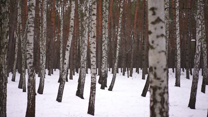 Birch trees in winter forest outdoors on overcast day. Wide shot beautiful nature in park with white snow and no people. Environment and tranquility concept Royalty-Free Stock Footage #1098383769