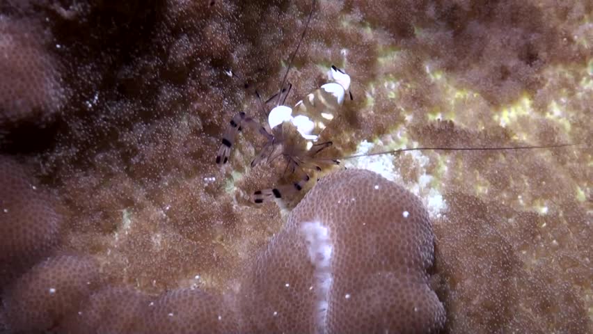 
Peacock-Tail Anemone Shrimp (Ancylocaris brevicarpalis) - Philippines