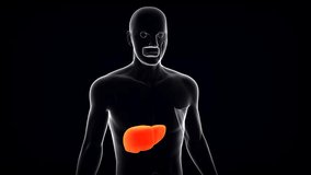 human digestive liver anatomy 3d medical animation.3D Rendering
