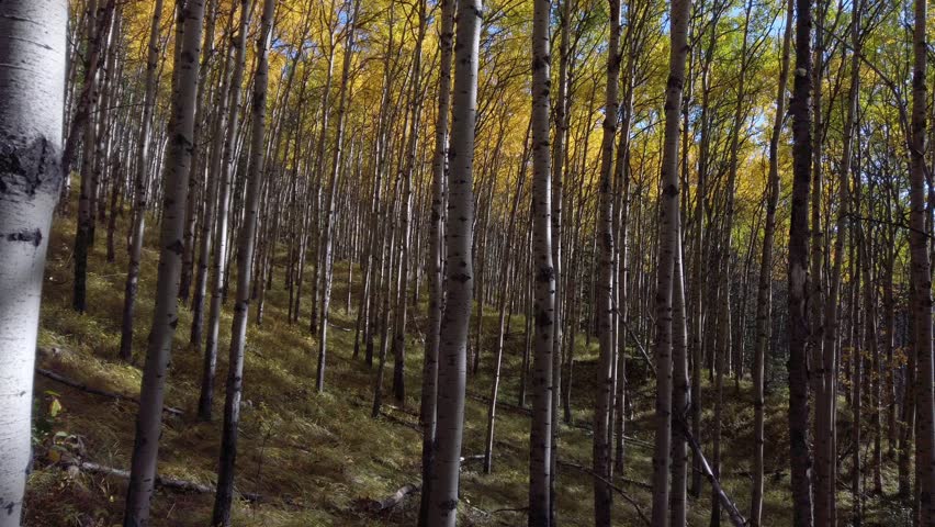Birch forest woods yellow leafs pan Alberta Canada