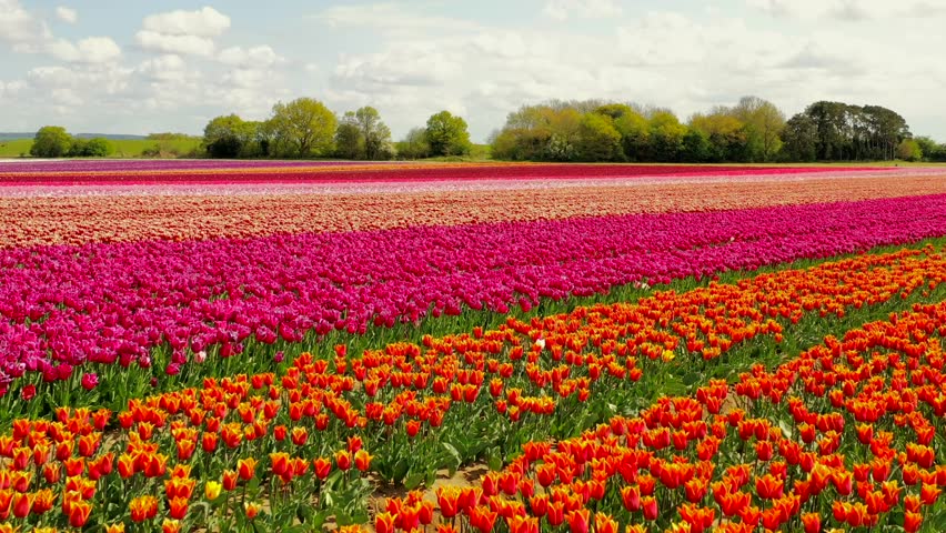 Low aerial view of a vibrant tulip field in Norfolk, UK. Royalty-Free Stock Footage #1098389335