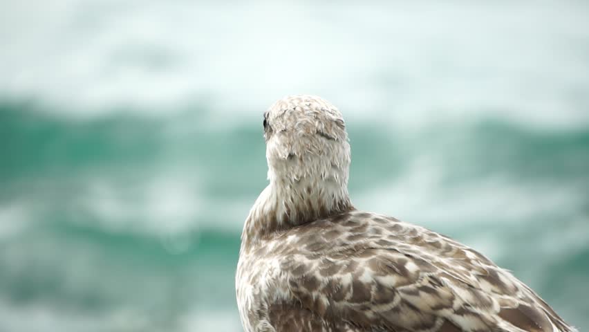 Seagull on the background of the sea close-up. A young seagull stands on the seashore and turns its head.