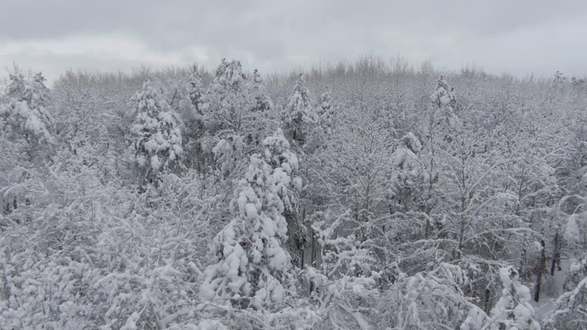 Winter snowy treetops, Minnesota frosty landscapes
