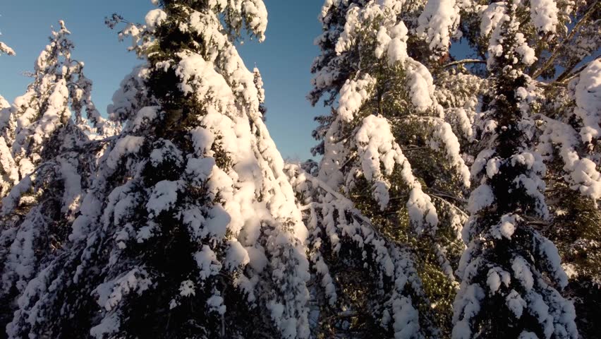 Winter snowy treetops, Minnesota frosty landscapes