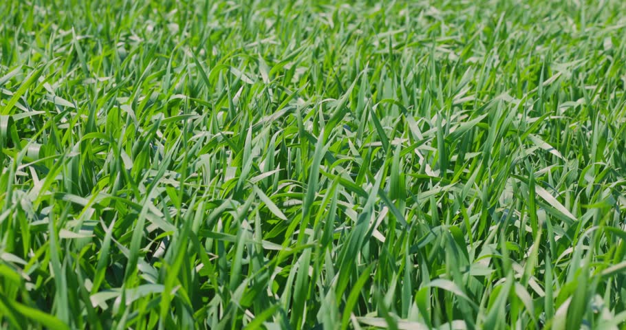 Field of fresh grass field in sunny day. Wheat seedlings growing on field | Shutterstock HD Video #1098394131