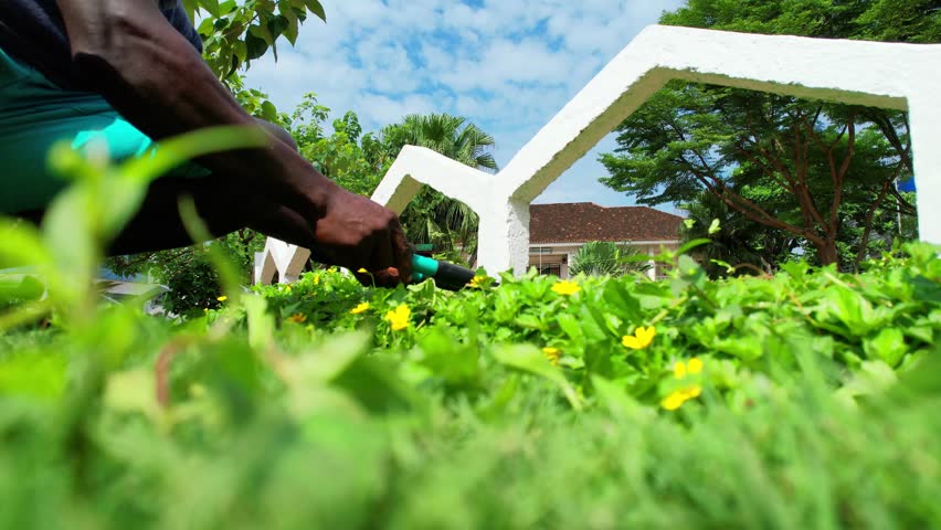 An african man prune the garden at Sao Tome,Africa