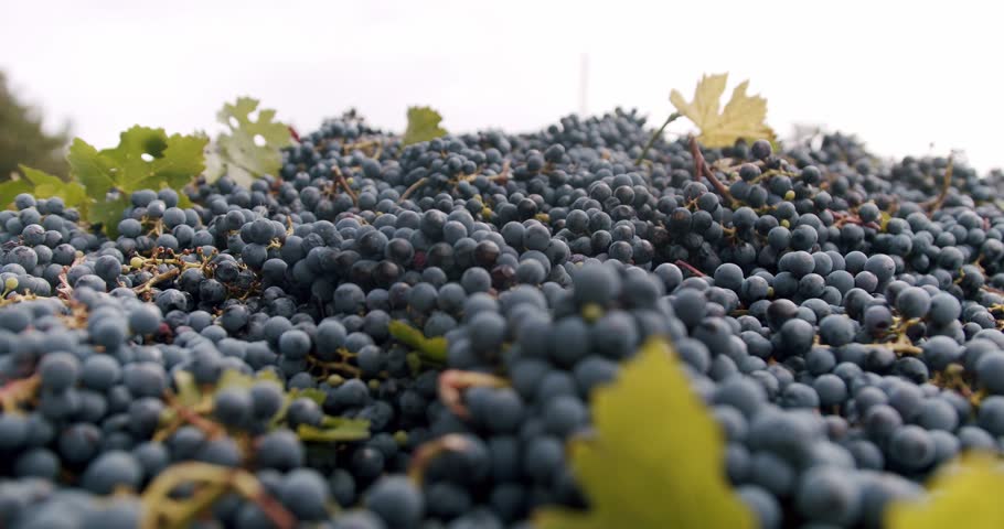 In a large square capacity there is a lot of collected blue grapes. Blue grapes Collected and ready to make wine. Autumn Time Wine Making Harvest. The collected red grapes in the tractor bed.