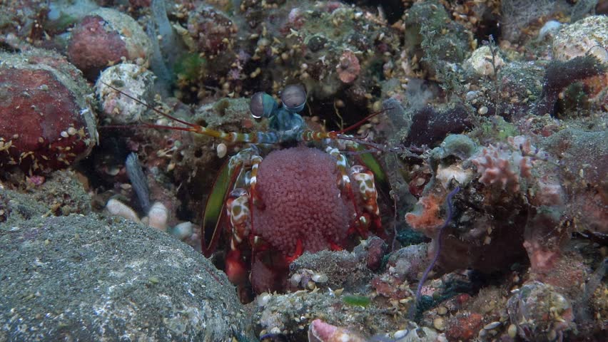 The praying mantis shrimp sits in a hole and holds its caviar in its front paws.
Peacock mantis shrimp (Odontodactylus scyllarus) Indo-Pacific, 18 cm. ID: dark spots on the carapace.