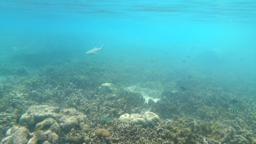 Blacktip Reef Shark (Carcharhinus Melanopterus) Swims along the Coral Reef in shallow reef waters