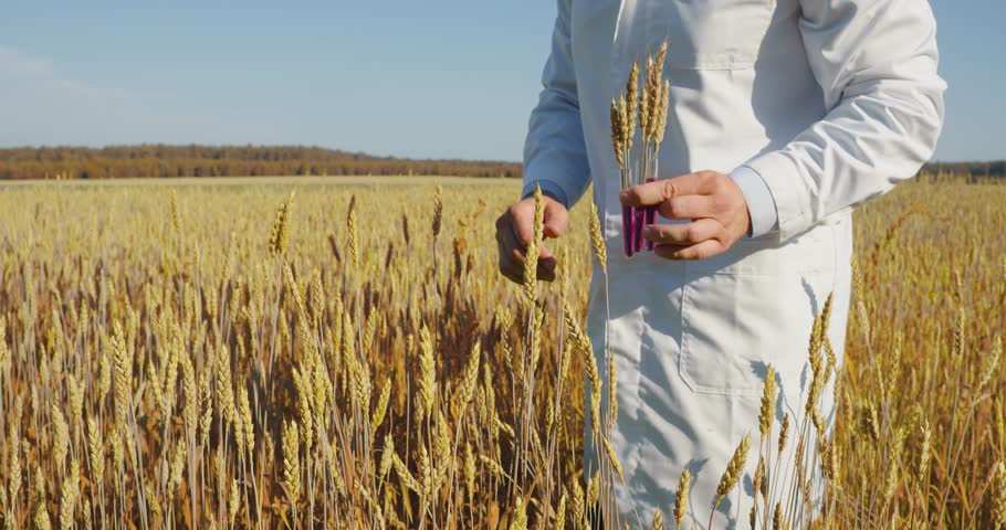 Cropped video of a genetic engineer in a wheat field. It shows genetically modified wheat ears in test tubes. Hands with test tubes close-up. Footage 4k resolution. Royalty-Free Stock Footage #1098407789