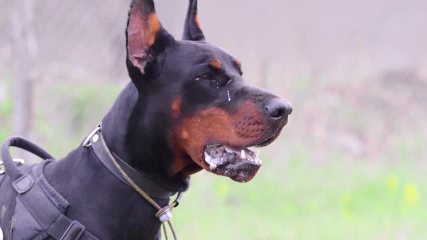 Dog breed Doberman Pinscher. Angry dog barks. A close view of the dog's face. | Shutterstock HD Video #1098407931