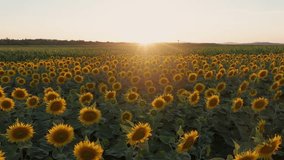 Balatonfuzfo, Hungary - 4K drone video of a sunflower field on a warm sunny day. Aerial view of sunflowers with slow camera movement backwards and sunlight across a sunflower crop field
